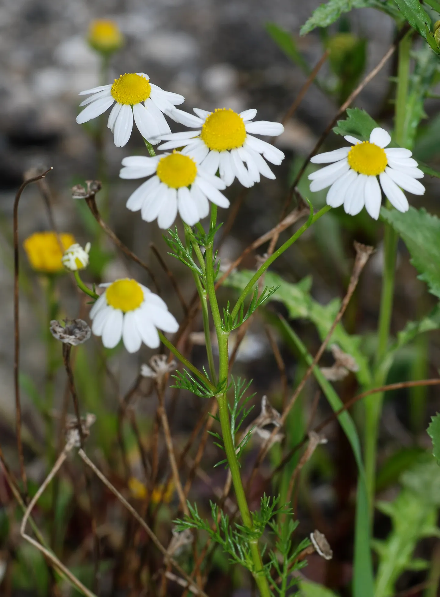 Chamomile flowers