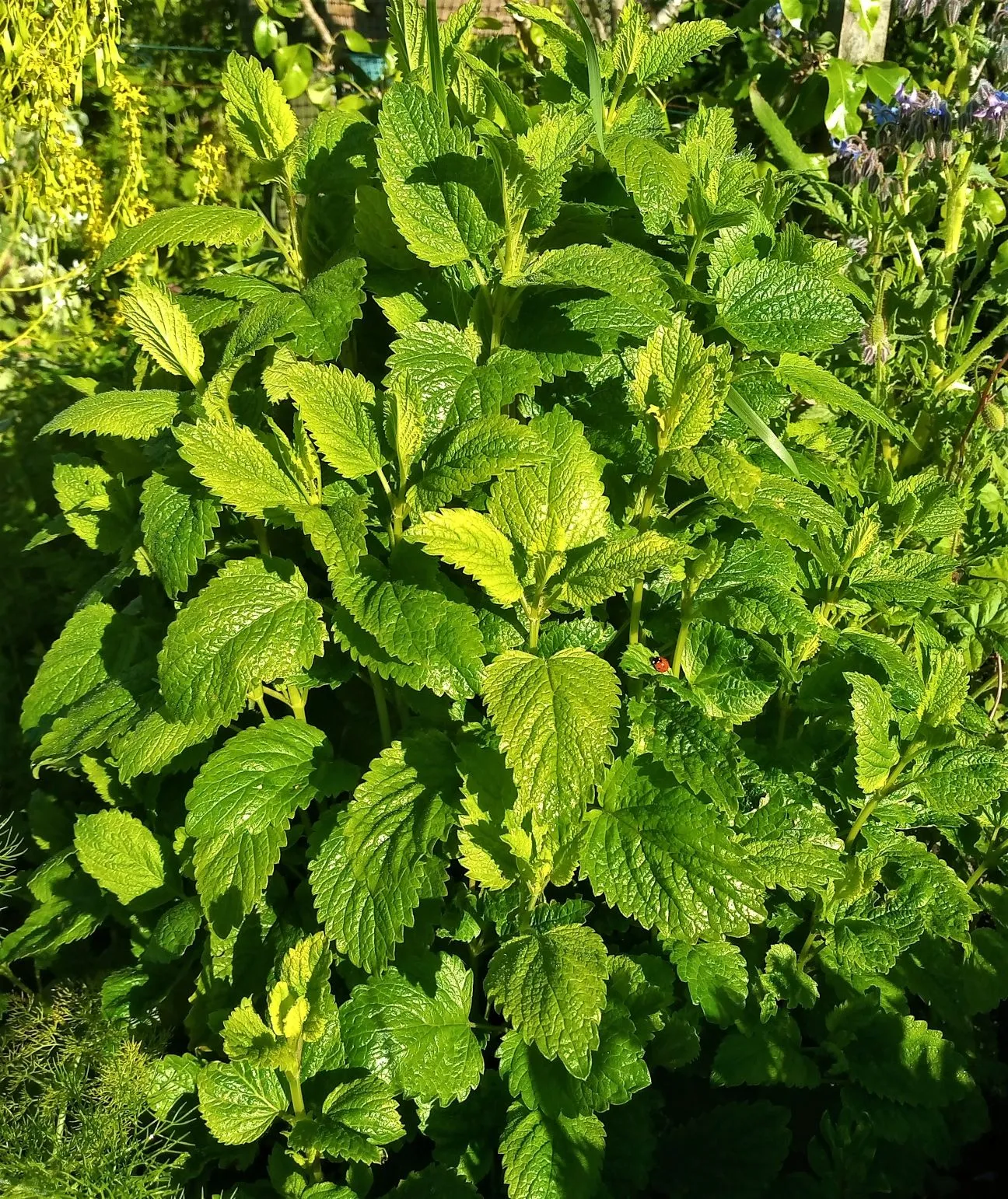 Lemon balm plant