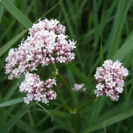 Valerian with clusters of small pink flowers
