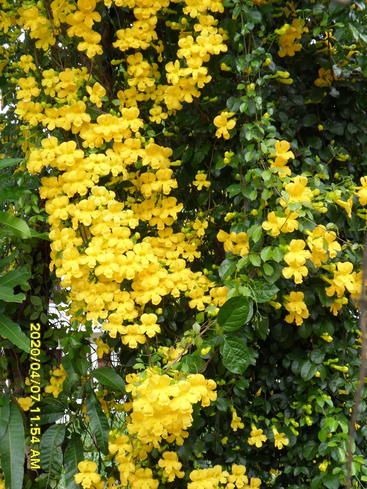 Cat’s claw vine with yellow flowers