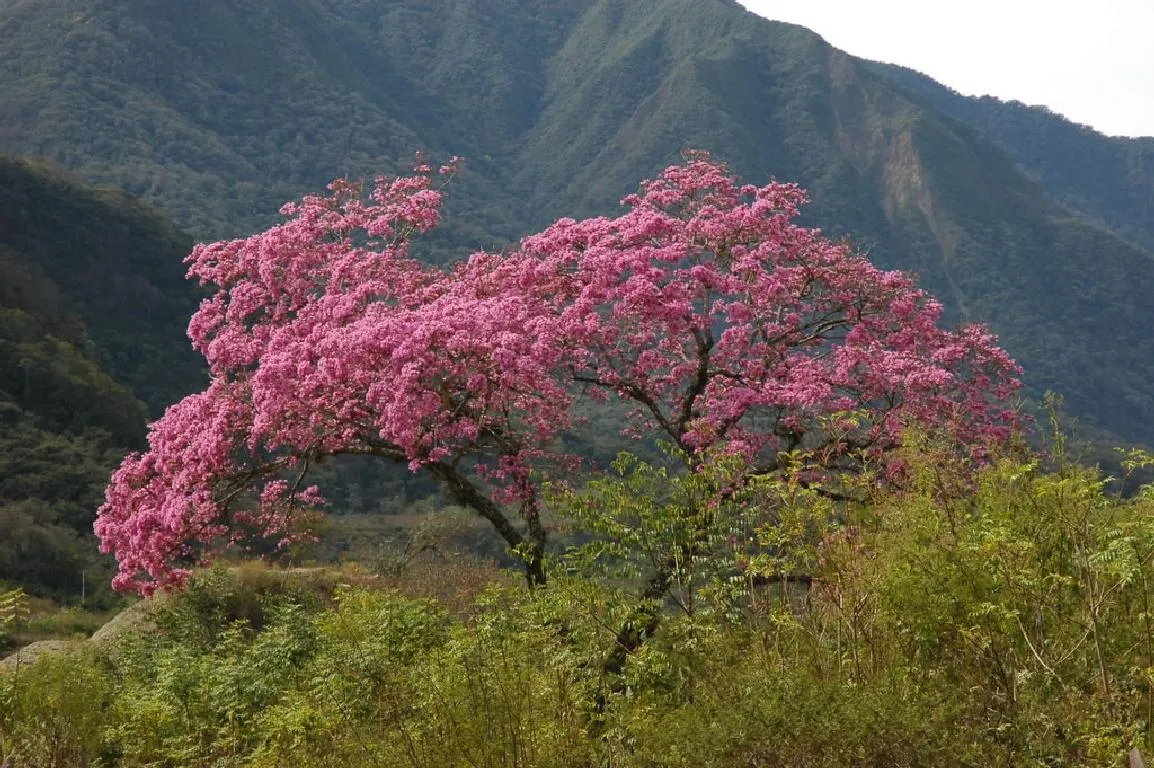 Pau d’arco tree in pink bloom
