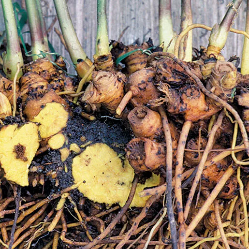 Goldenseal roots