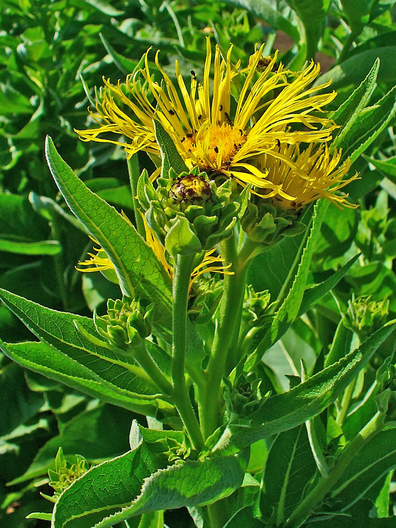 Elecampane plant with yellow flowers