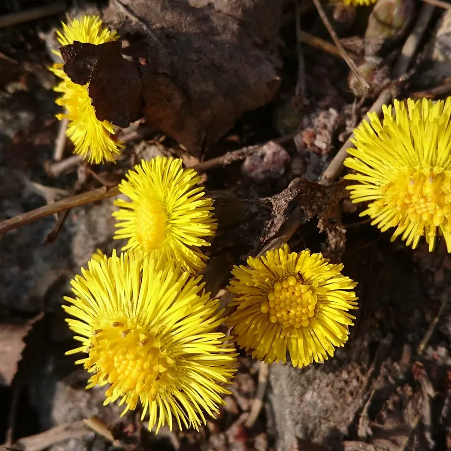 Coltsfoot flowers
