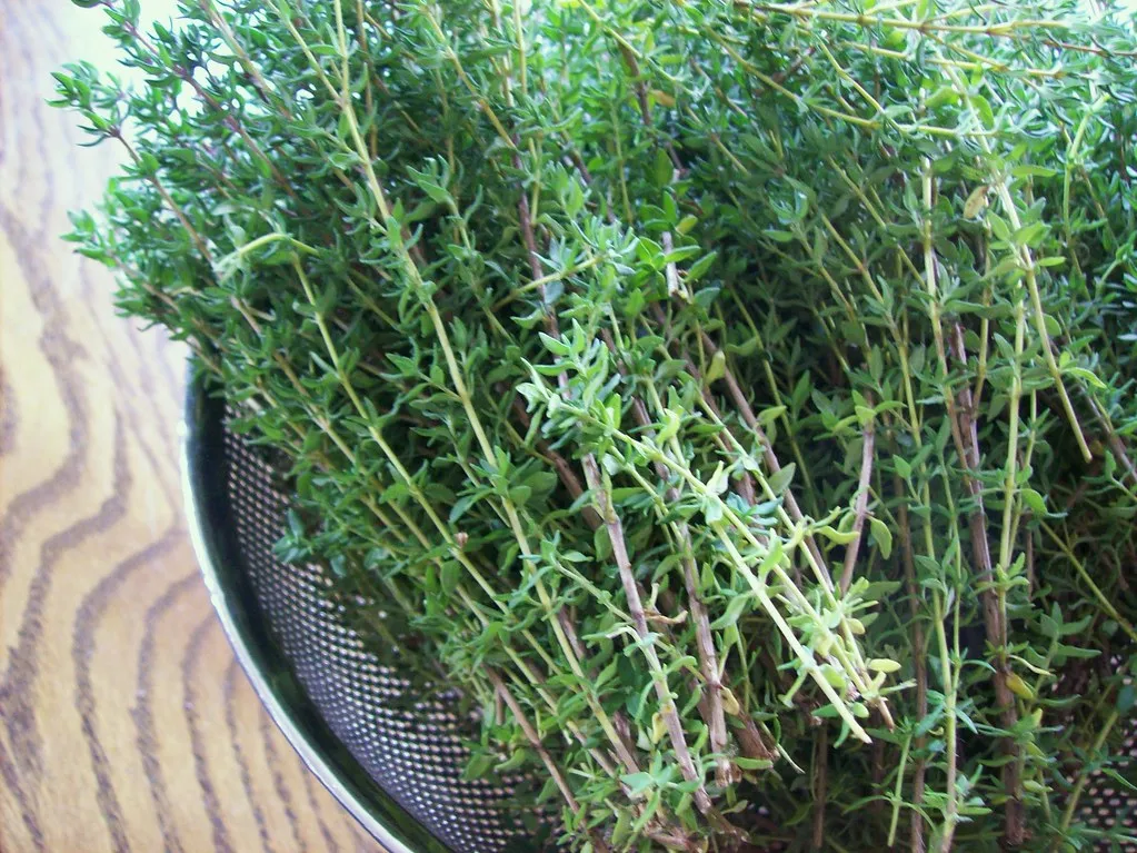 Fresh thyme sprigs