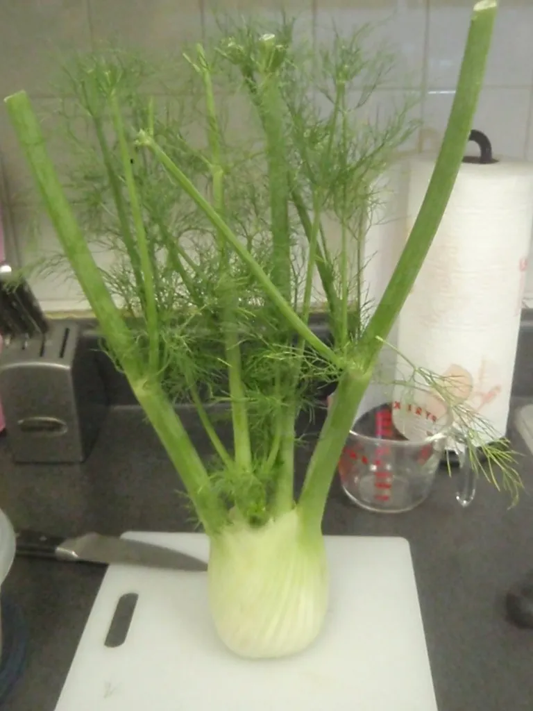 Fennel bulb on a cutting board
