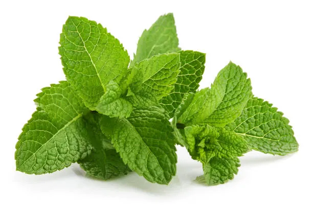 Fresh peppermint leaves