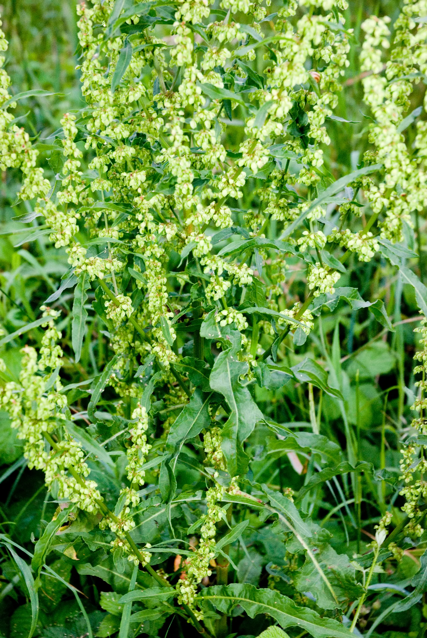 Yellow dock plants
