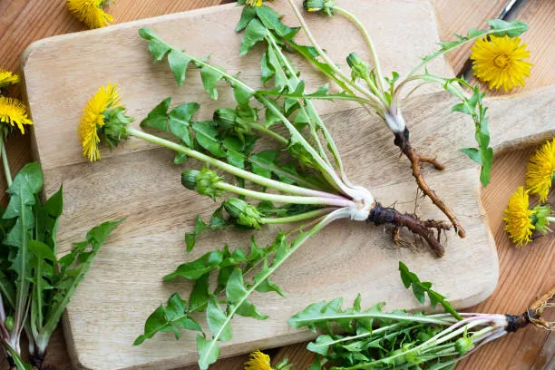 Dandelion plants with roots on a cutting board
