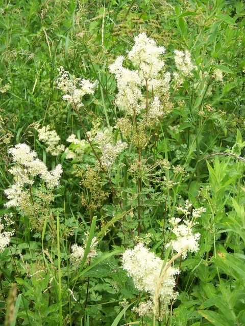 Meadowsweet with white flowers