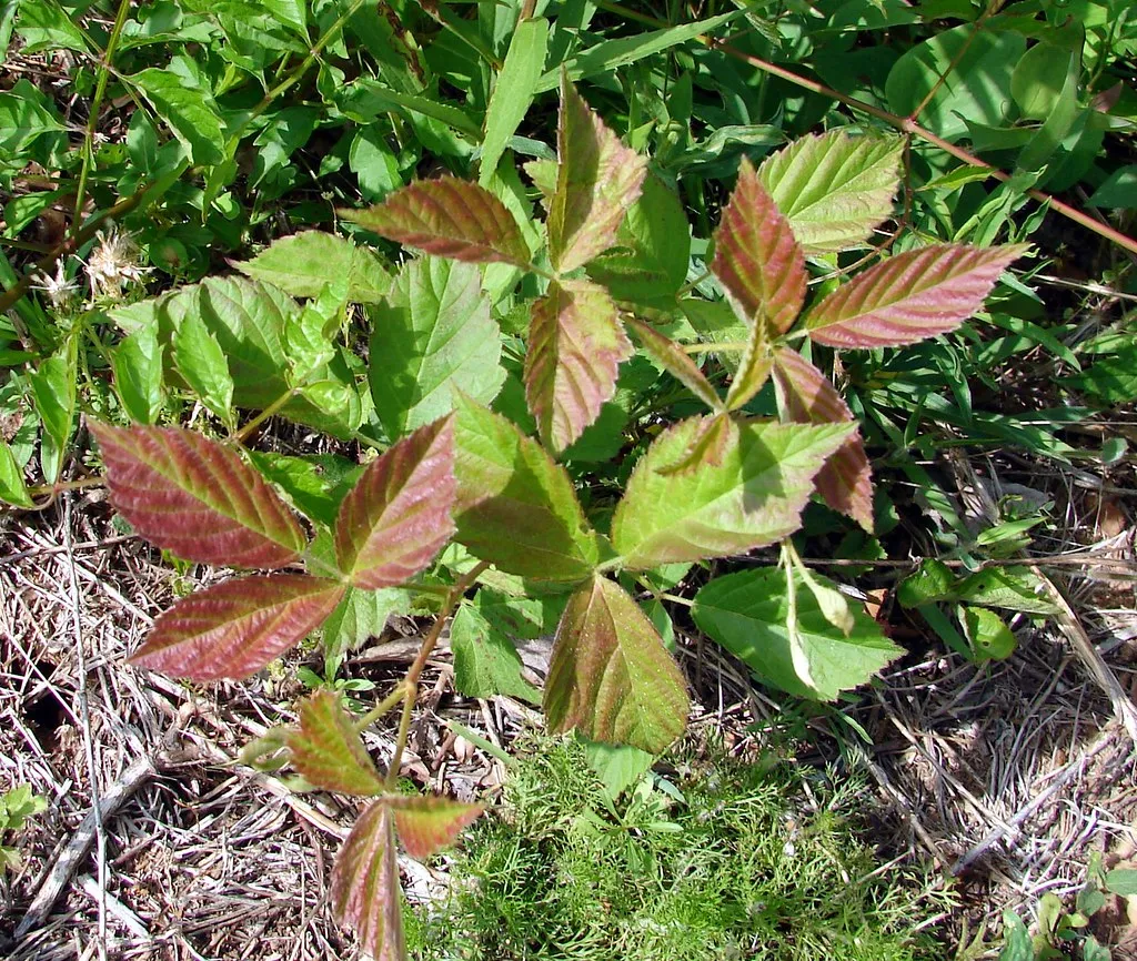 Blackberry plant leaves