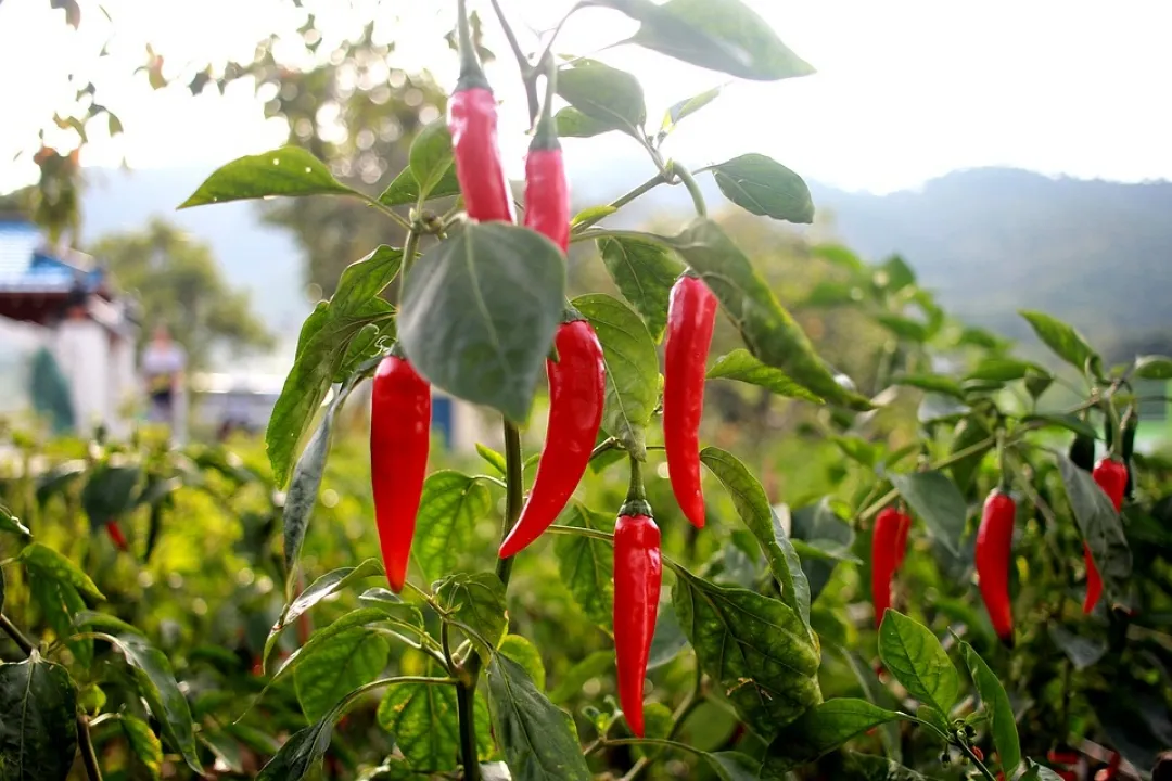Red cayenne peppers growing on the plant