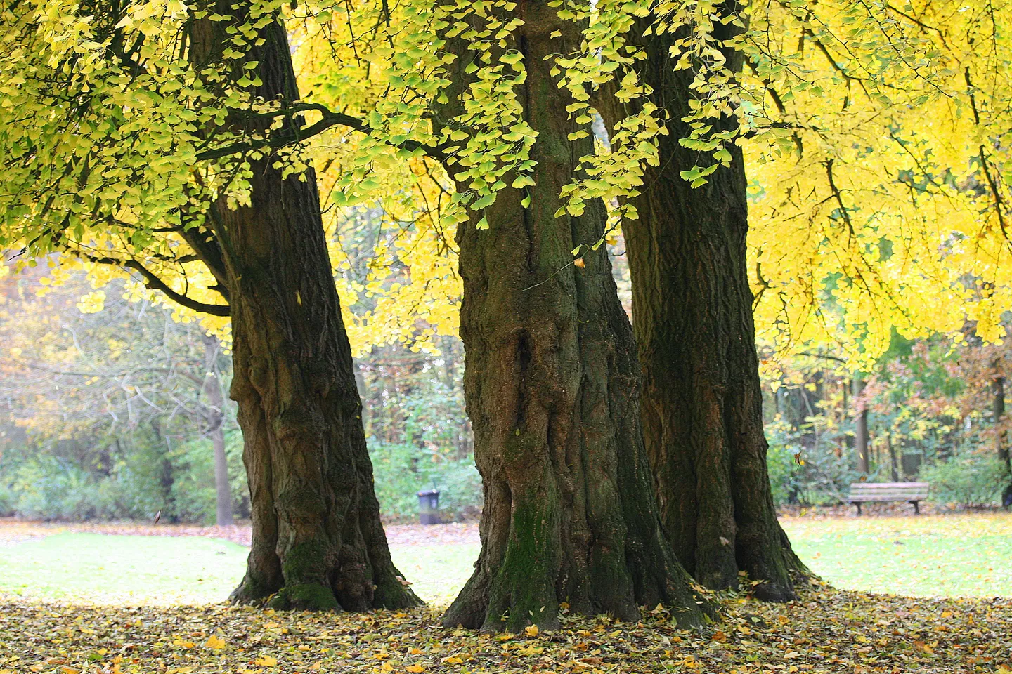 Ginkgo trees with yellow fall leaves