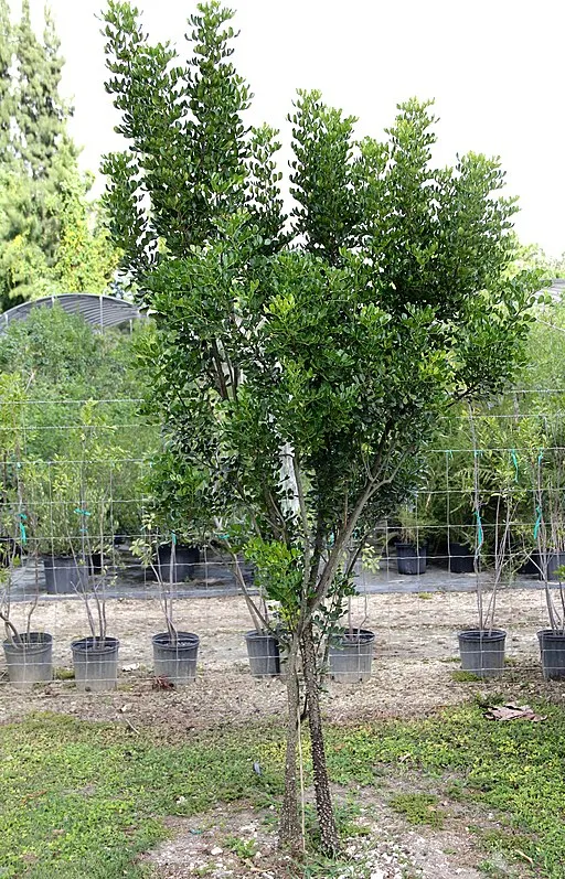 Prickly ash tree