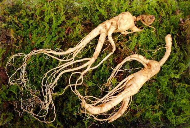 Fresh ginseng roots on moss