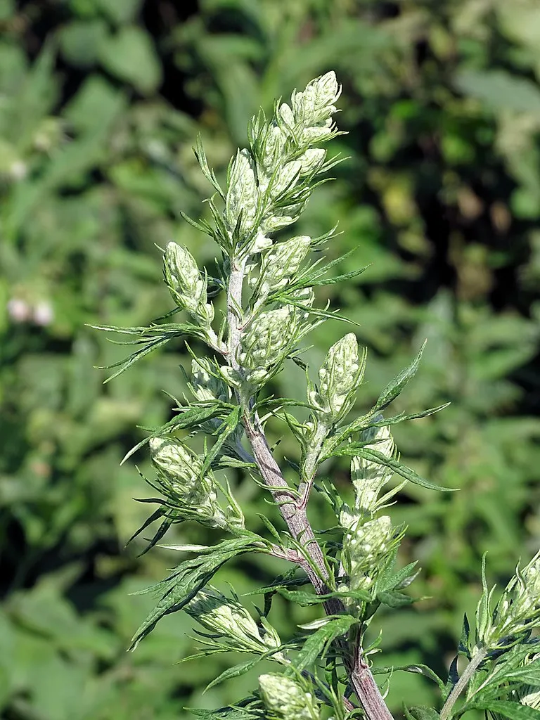 Mugwort plant