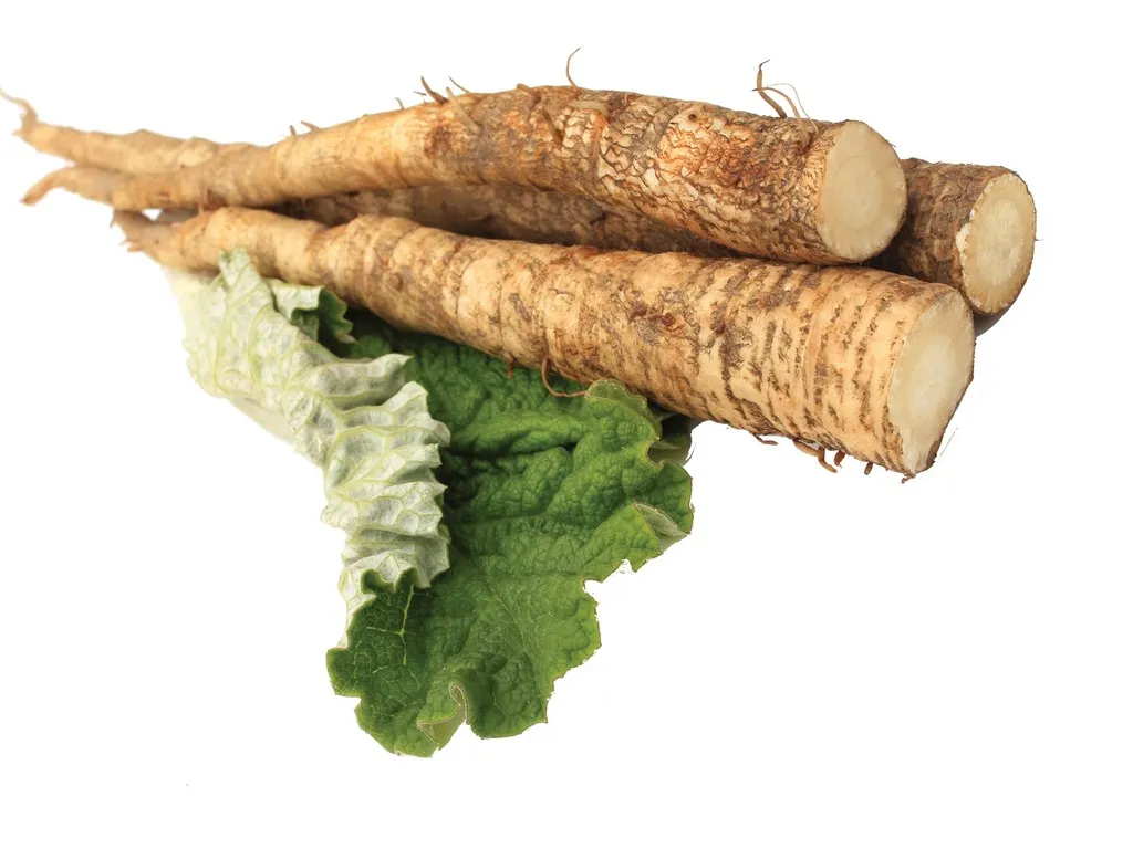 Fresh burdock roots