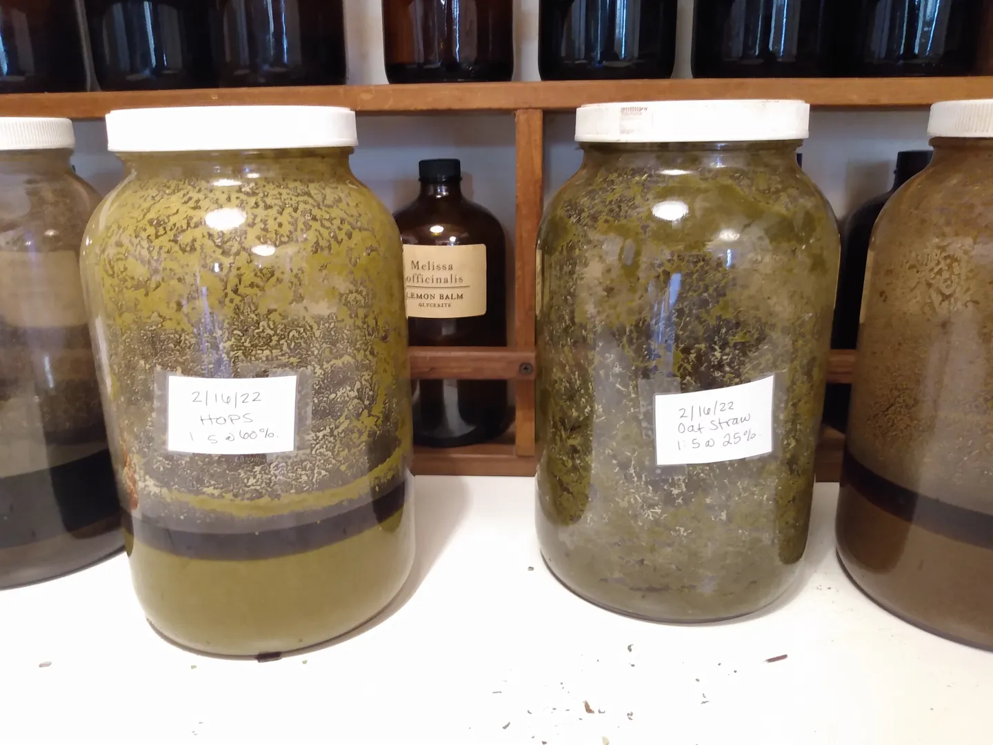 Jars of herbs steeping in alcohol to make tinctures