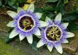 Passion flower blossoms