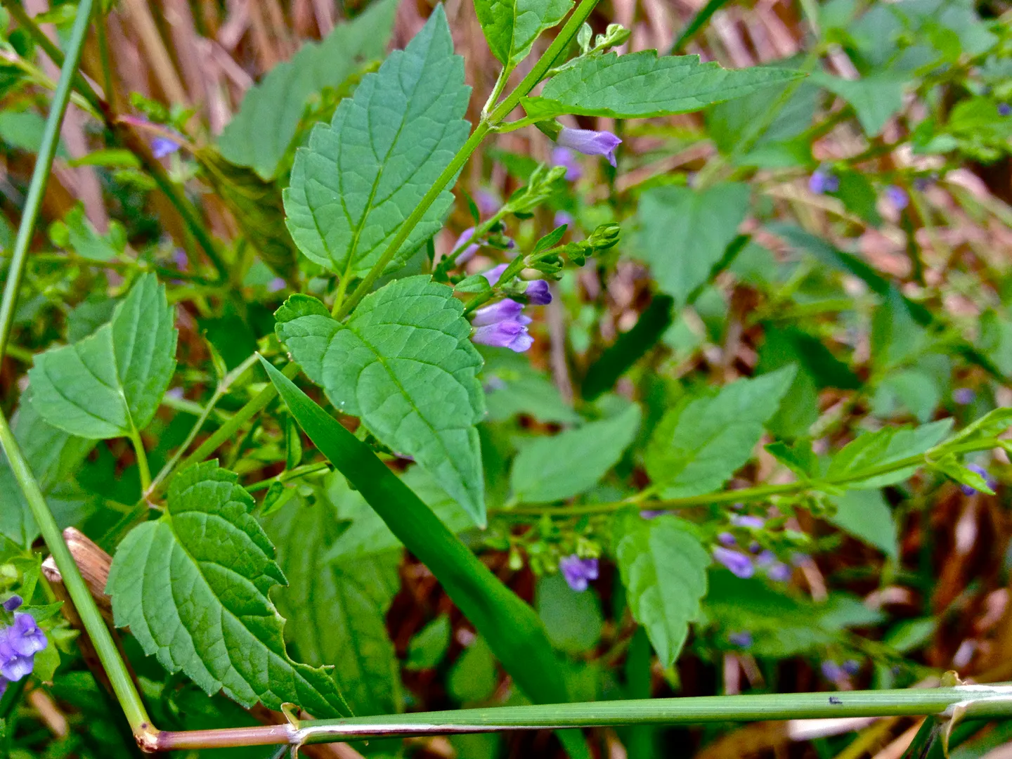 Skullcap plant with small purple flowers