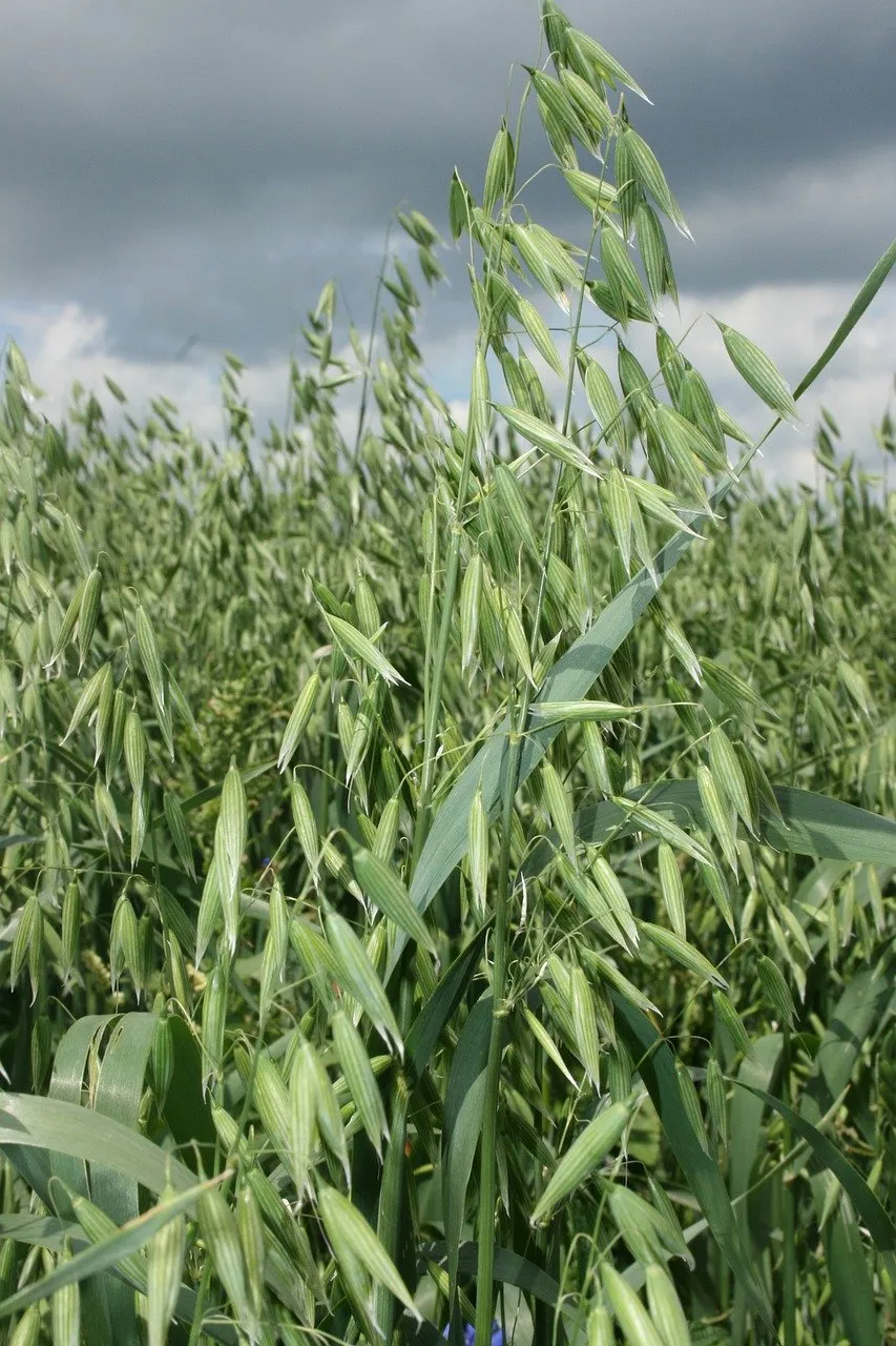 Oat plants growing in a field