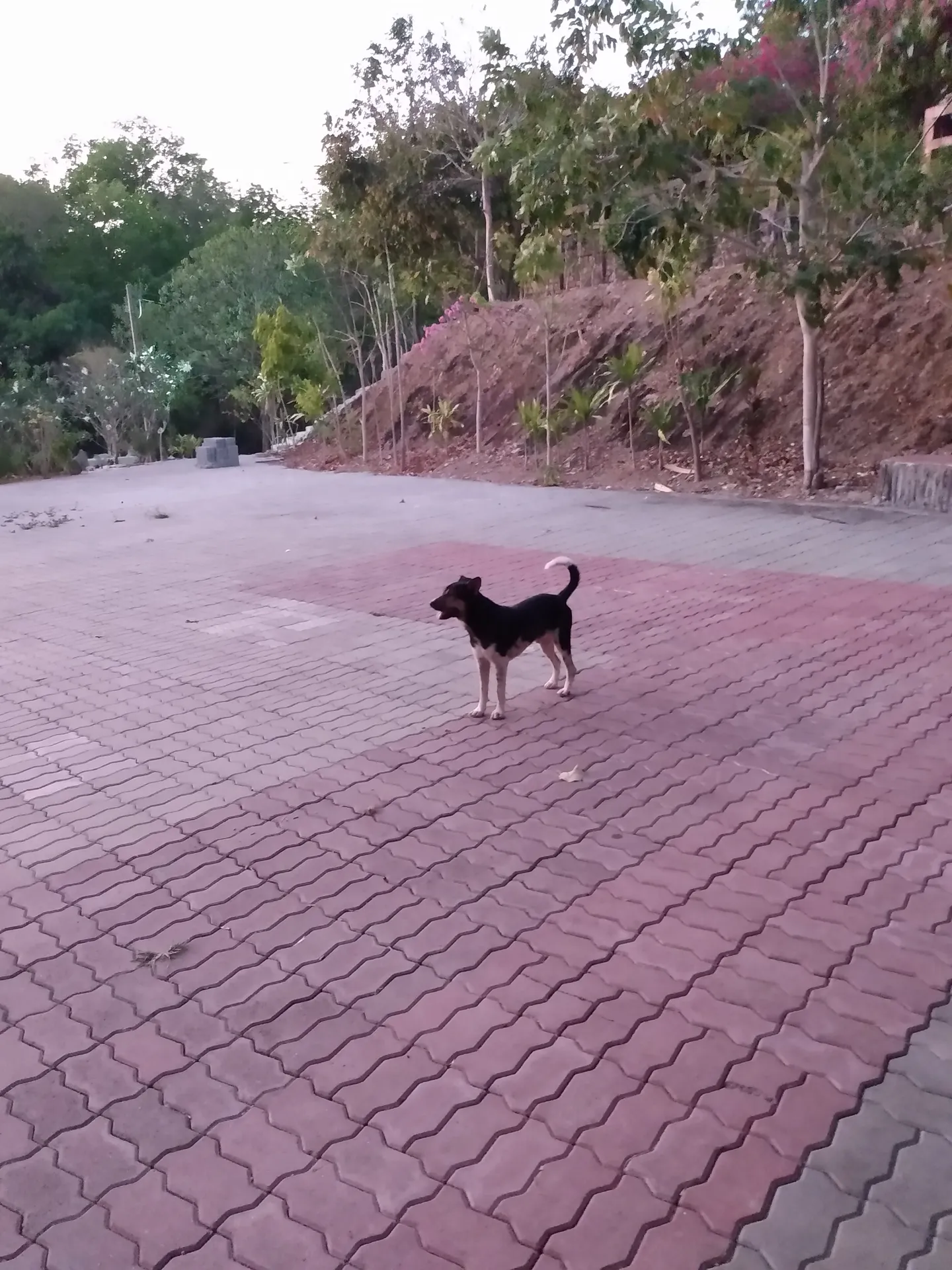 Dog on a brick path at the meditation center