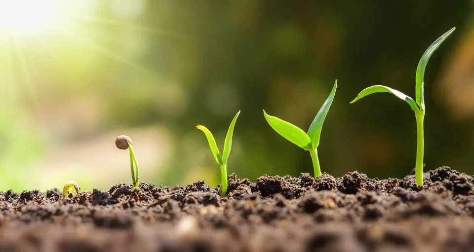 Seedlings growing out of the soil