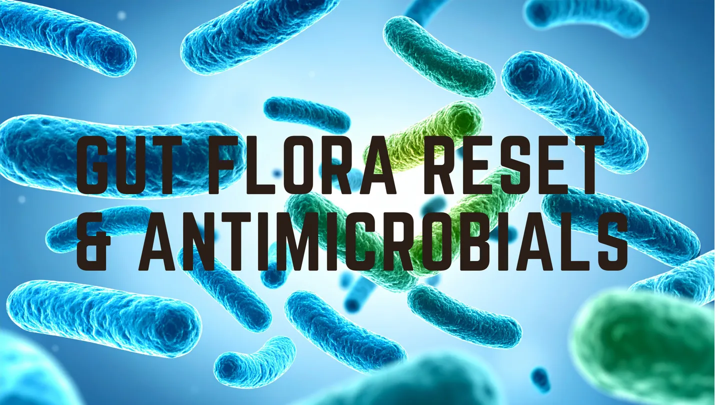 Gut flora reset and antimicrobials: illustration of gut bacteria